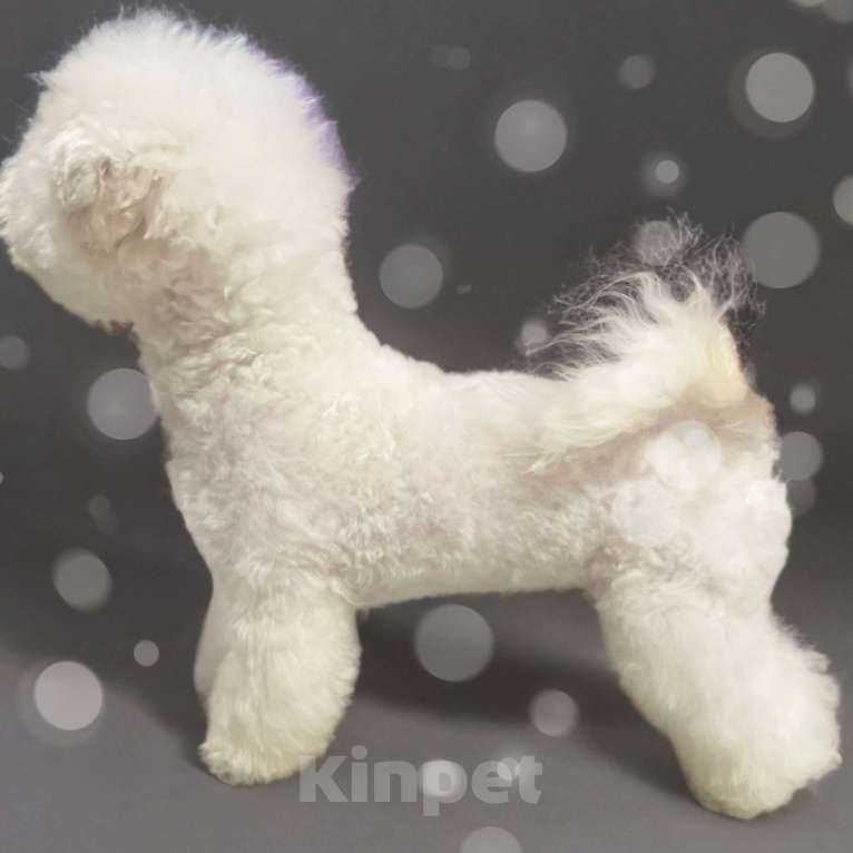 Собаки в Москве: Щенок бишон фризе  Мальчик, 140 000 руб. - фото 7