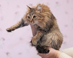 Кошки в Обнинске: Шикарная красотка😻❤, в поисках своего человека🤗❤ Девочка, 500 руб. - фото 2