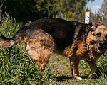 Собаки в Химках: Овчарка Мальчик, Бесплатно - фото 5