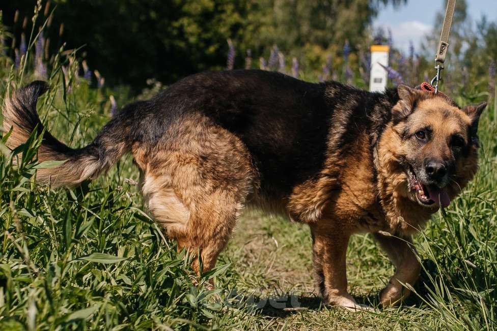 Собаки в Химках: Овчарка Мальчик, Бесплатно - фото 5