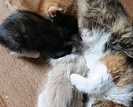 Кошки в Нижнекамске: Подарю котят в добрые руки Мальчик, Бесплатно - фото 9