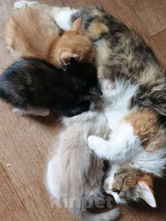 Кошки в Нижнекамске: Подарю котят в добрые руки Мальчик, Бесплатно - фото 4