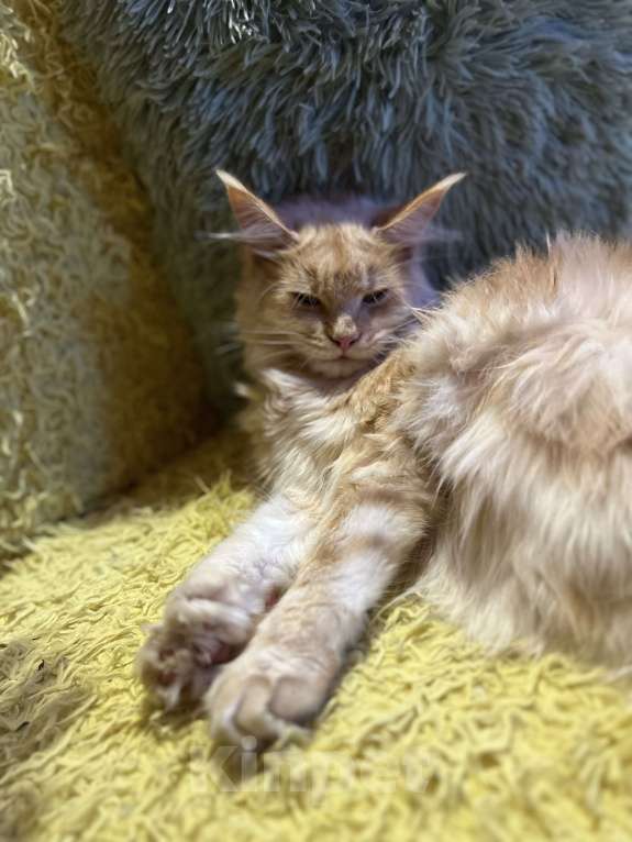 Кошки в Москве: Красная тикированная девочка  Девочка, 25 000 руб. - фото 8