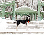 Собаки в Москве: Статный красавец Джой ищет дом. Мальчик, Бесплатно - фото 6