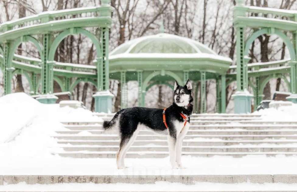 Собаки в Москве: Статный красавец Джой ищет дом. Мальчик, Бесплатно - фото 6