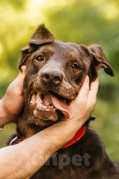 Собаки в Москве: Метис лабрадора Валико ищет дом.  Мальчик, Бесплатно - фото 3