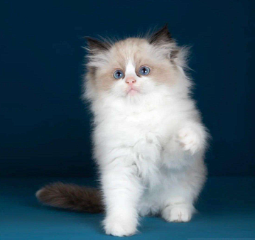 Рэгдолл котенок
