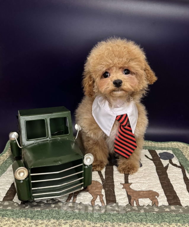 Собаки в Москве: Щенок Мальтипу Мальчик, 100 000 руб. - фото 1