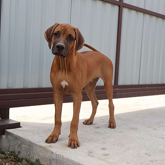 Мальчик родезийского риджбека