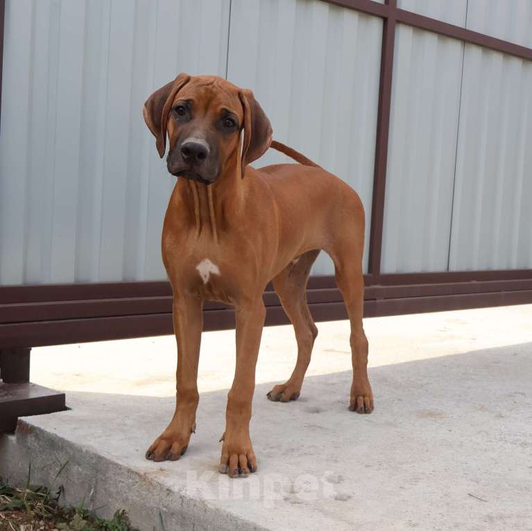 Собаки в Москве: Мальчик родезийского риджбека Мальчик, 60 000 руб. - фото 1