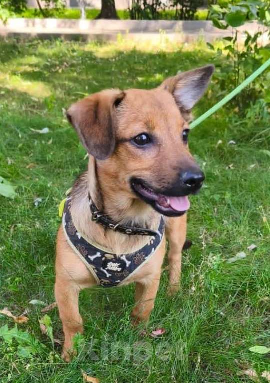 Собаки в Москве: Маленькая собачка в дар Девочка, Бесплатно - фото 7