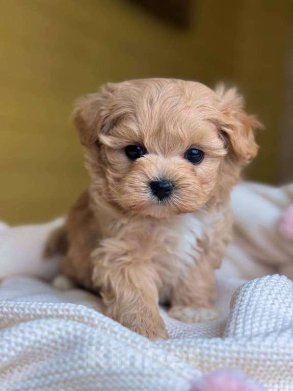 Собаки в Москве: Юник  Мальчик, 180 000 руб. - фото 2