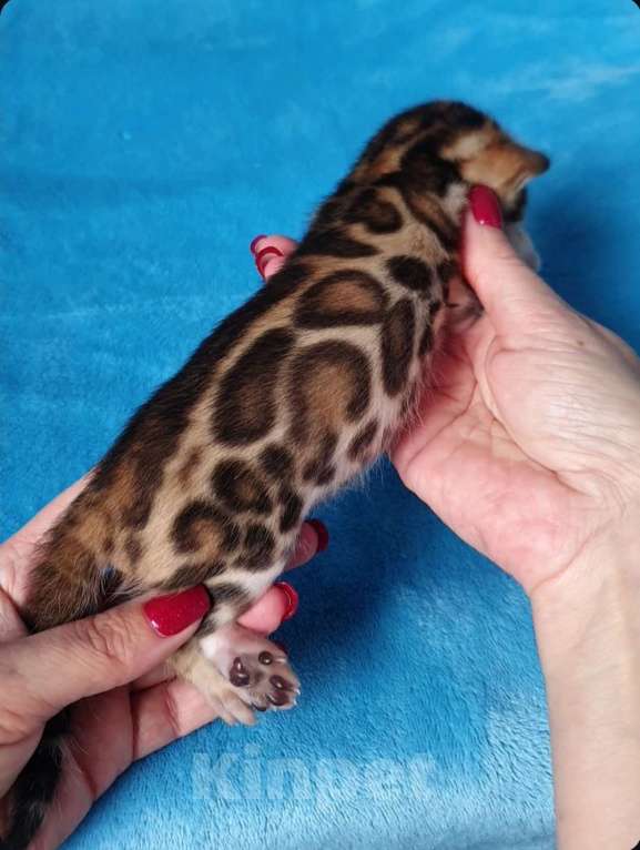 Кошки в Москве: Бенгальский мальчик Мальчик, 80 000 руб. - фото 4