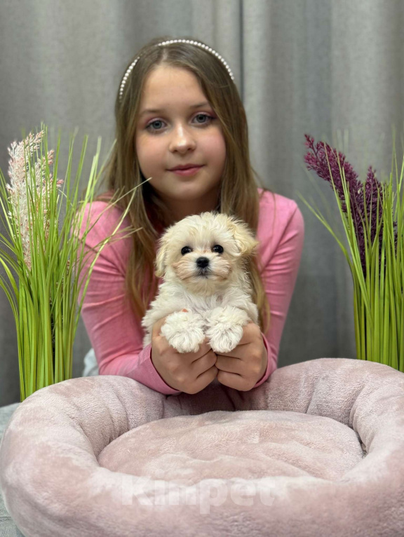 Собаки в Москве: Мальтипу девочка 1 Девочка, 180 000 руб. - фото 4