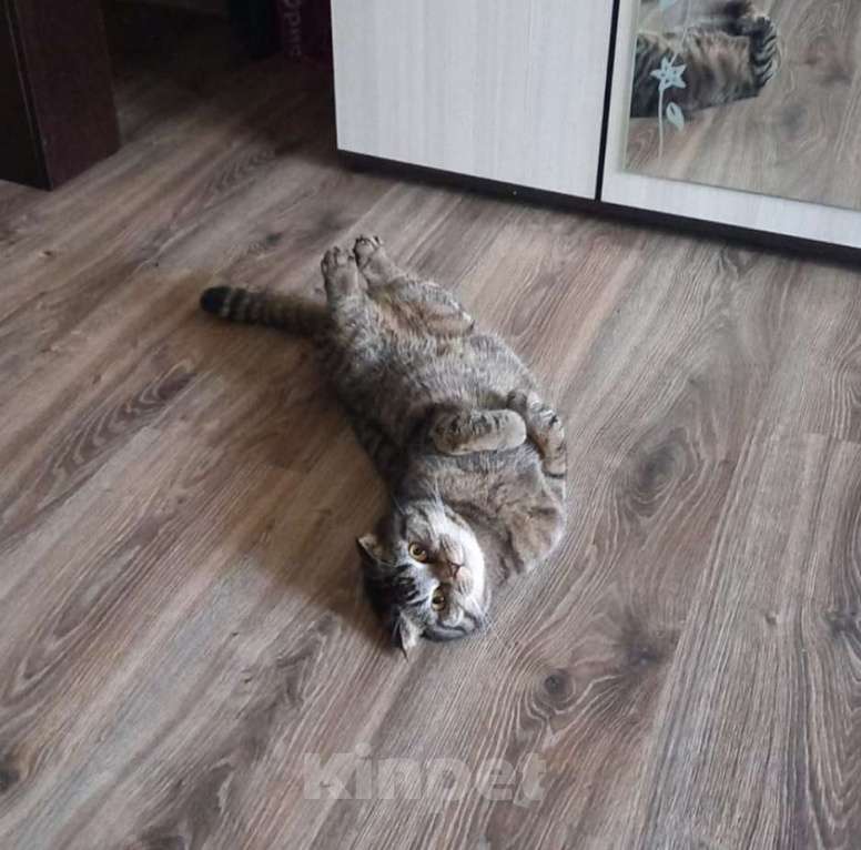 Кошки в Саратове: Отдам в добрые руки Мальчик, Бесплатно - фото 1
