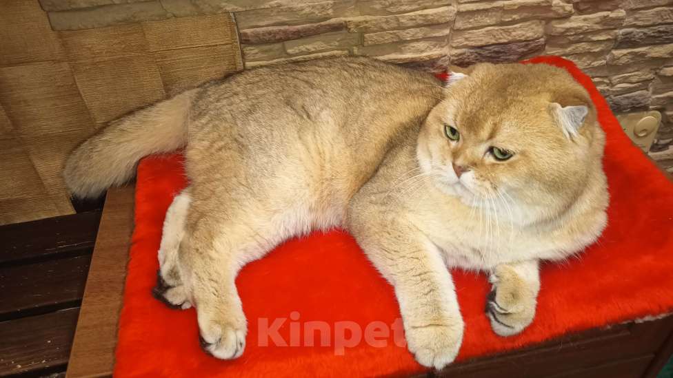 Кошки в Москве: САмый добрый кот Мальчик, 3 000 руб. - фото 3