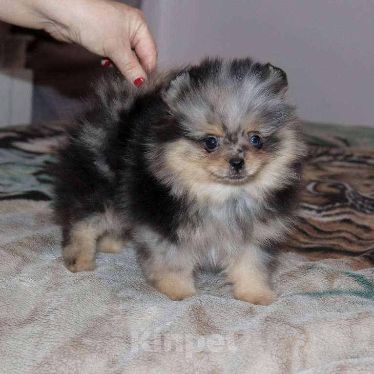 Собаки в Москве: Голубоглазая💎 девочка шпица Девочка, 55 000 руб. - фото 7