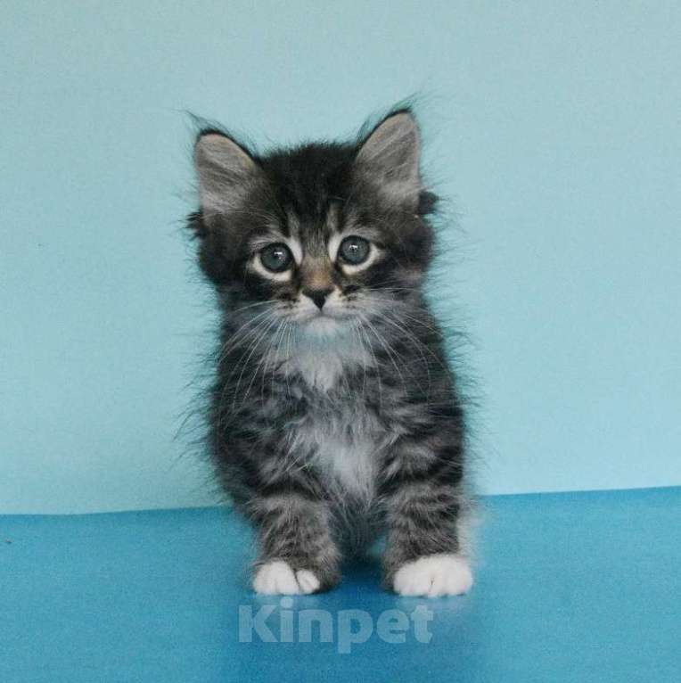 Кошки в Москве: Котик Уран Мальчик, Бесплатно - фото 10
