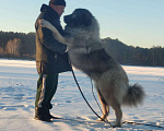 Собаки в Екатеринбурге: Брюнет Мальчик, 100 000 руб. - фото 2