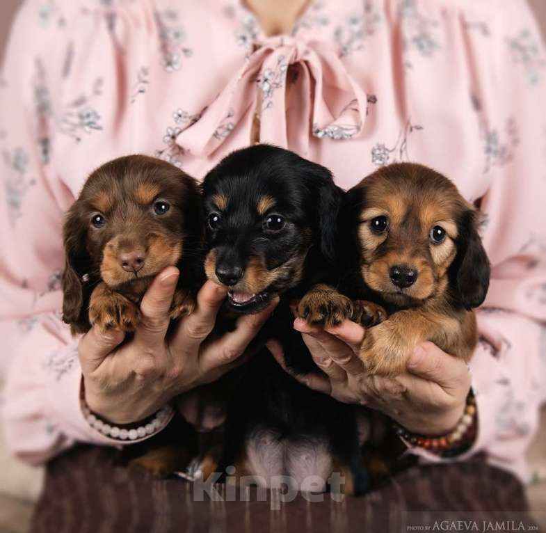 Собаки в Москве: Такса кроличья/мини длинношерстная Мальчик, 100 000 руб. - фото 1