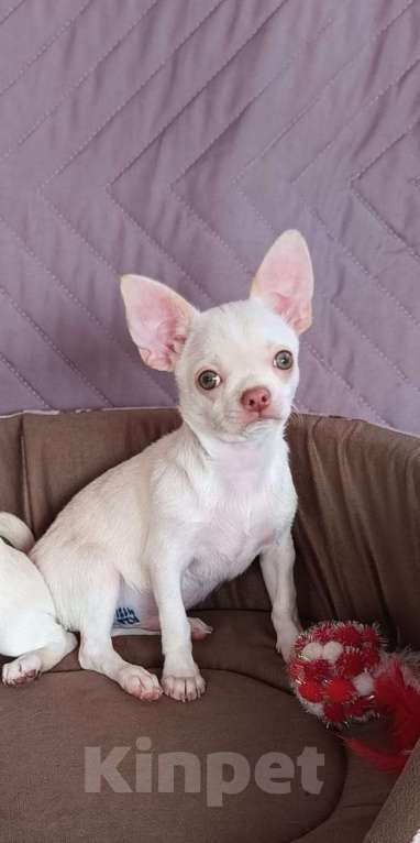 Собаки в Самаре: чихуахуа Мальчик, 30 000 руб. - фото 3