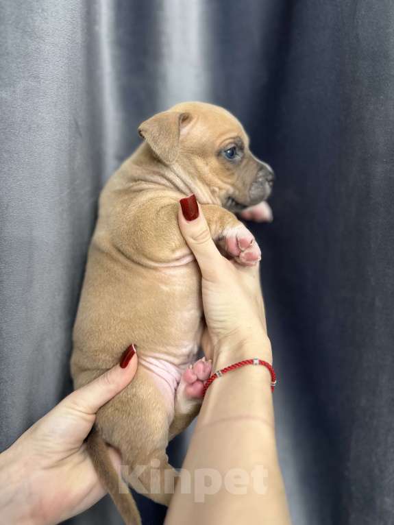 Собаки в Краснодаре: Щенки амстаффа Мальчик, 20 000 руб. - фото 2