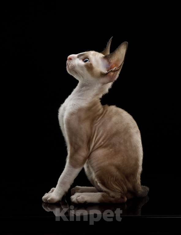 Кошки в Ростове-на-Дону: Котенок Корниш-рекс Мальчик, 45 000 руб. - фото 6