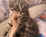 Кошки в Якутске: Котёнок Мальчик, Бесплатно - фото 1