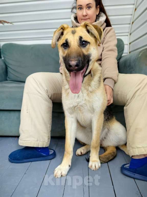Собаки в Балашихе: щенок немецкой овчарки бесплатно метис Девочка, Бесплатно - фото 1