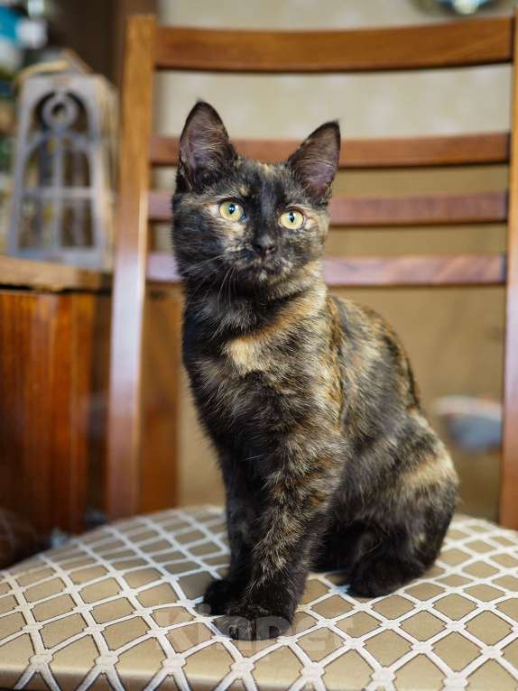 Кошки в Москве: Котёнок Пеппи в добрые руки  Девочка, Бесплатно - фото 3