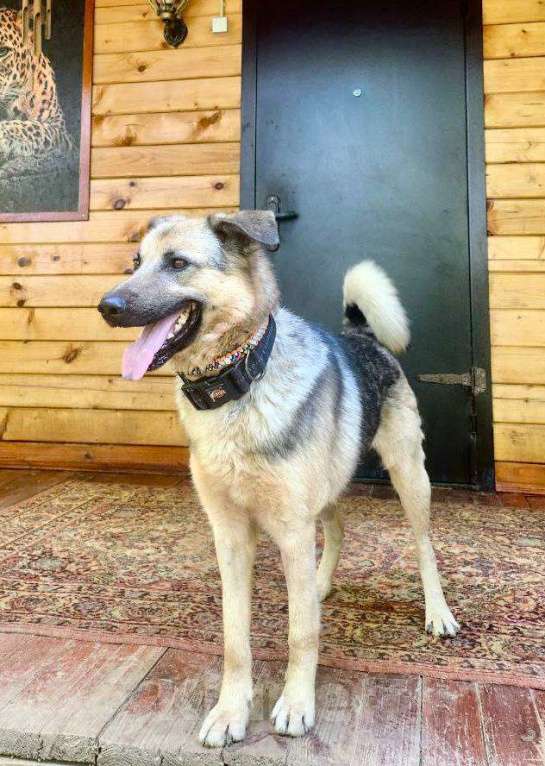 Собаки в Москве: Простил людям непростительное  Мальчик, Бесплатно - фото 4