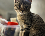 Кошки в Барнауле: Котёнок в добрые руки срочно! Мальчик, Бесплатно - фото 2