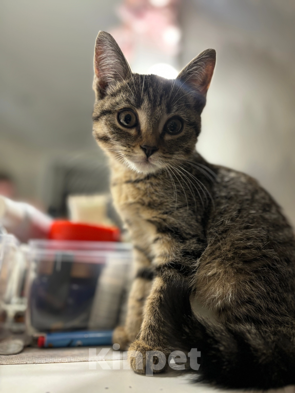 Кошки в Барнауле: Котёнок в добрые руки срочно! Мальчик, Бесплатно - фото 2