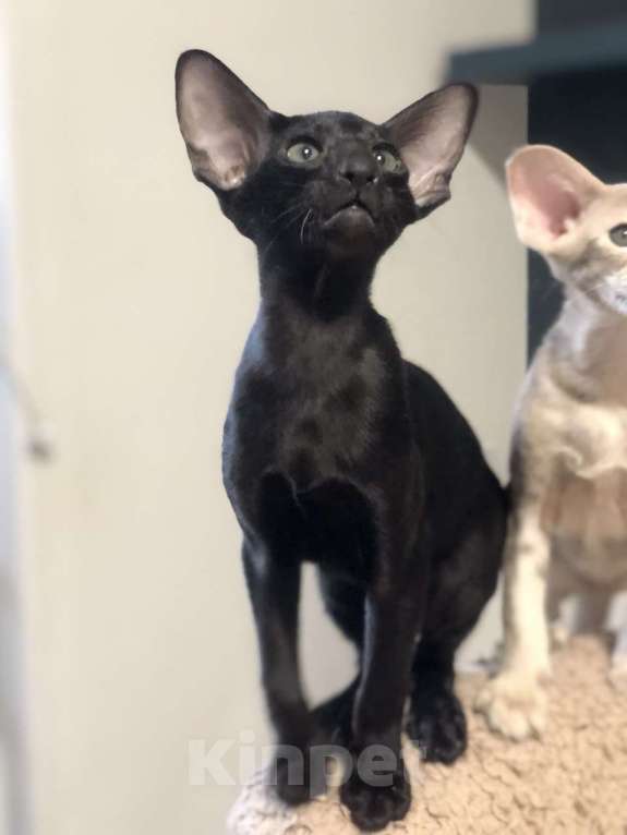 Кошки в Санкт-Петербурге: Кот на вязку Мальчик, 20 000 руб. - фото 5