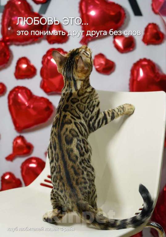 Кошки в Томске: Продаю бенгальского котенка Мальчик, Бесплатно - фото 1