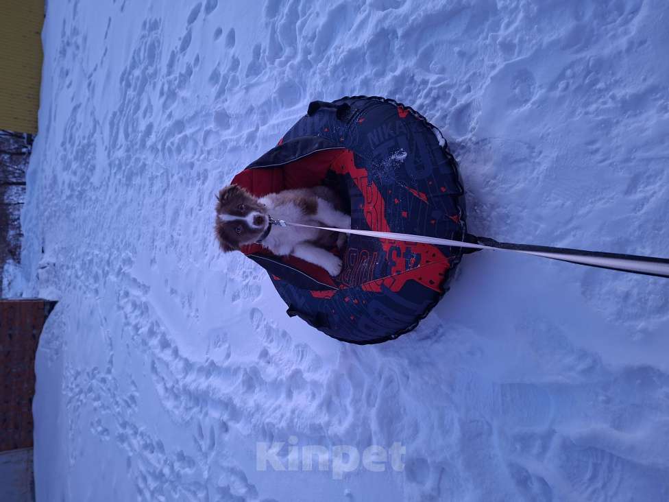 Собаки в Хабаровске: Австралийская овчарка щенок  Девочка, 65 000 руб. - фото 1