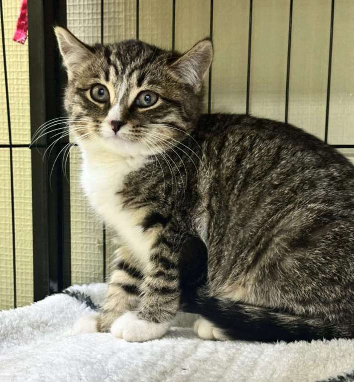 Кошки в Москве: Котята в добрые руки! Девочка, Бесплатно - фото 2