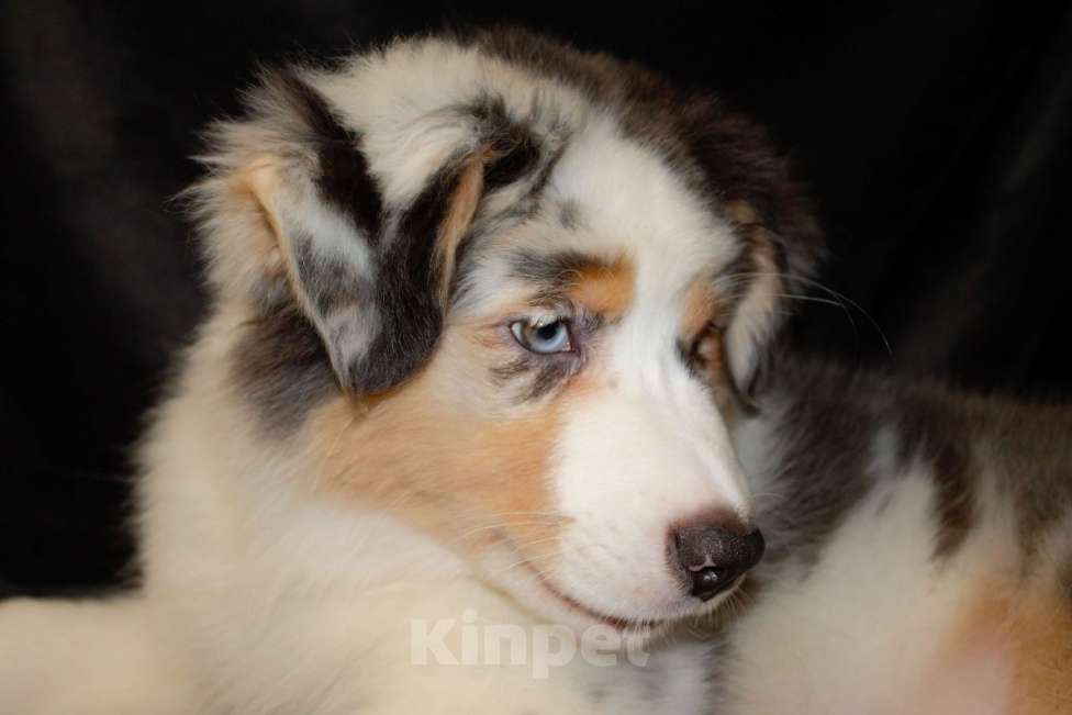 Собаки в других городах Московской области: Австралийская овчарка (аусси) Девочка, 70 000 руб. - фото 3