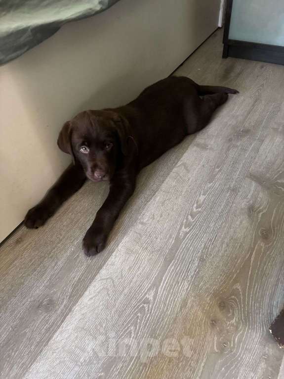 Собаки в Люберцах: ЭЛИТНЫЙ ЩЕНОК ЛАБРАДОРА- РЕТРИВЕРА, ШОКОЛАДНОГО ОКРАСА Девочка, 100 000 руб. - фото 8