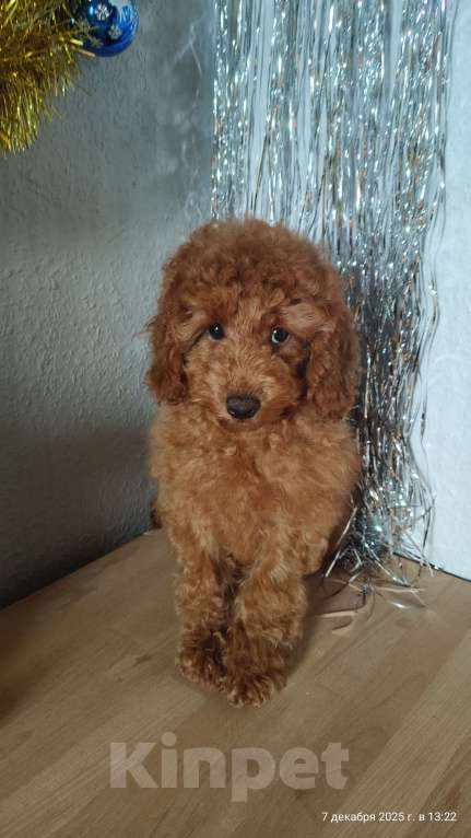 Собаки в Мытищах: Миниатюрный пудель Айва Девочка, 90 000 руб. - фото 2