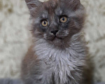 Кошки в Тюмени: Котята Мейн-кунята😍 Мальчик, 9 999 руб. - фото 2