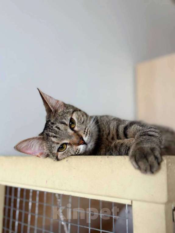 Кошки в Балашихе: Айва Девочка, Бесплатно - фото 1