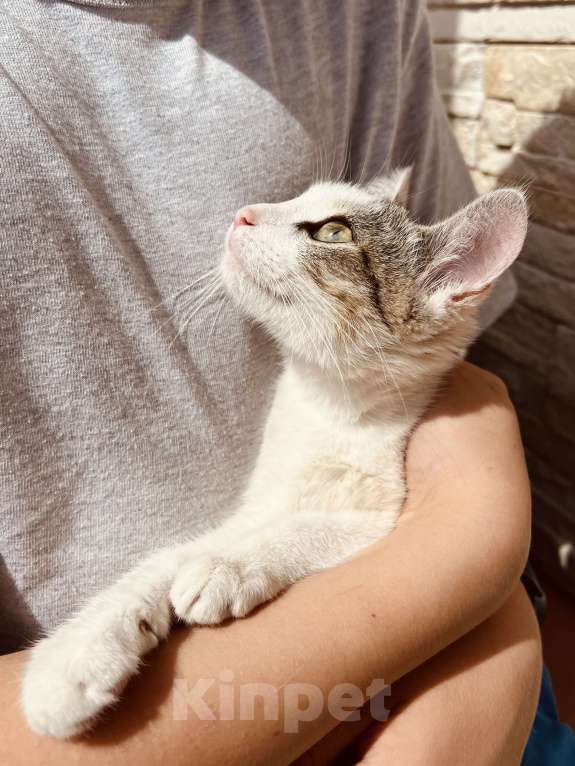 Кошки в Москве: Котенок девочка в добрые руки Девочка, 20 руб. - фото 4