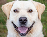 Собаки в Солнечногорске: Лабрадор в добрые руки Мальчик, Бесплатно - фото 6