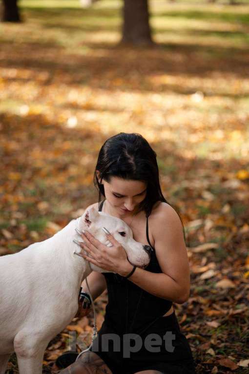 Собаки в Ростове-на-Дону: Аргентинский дог Мальчик, Бесплатно - фото 2