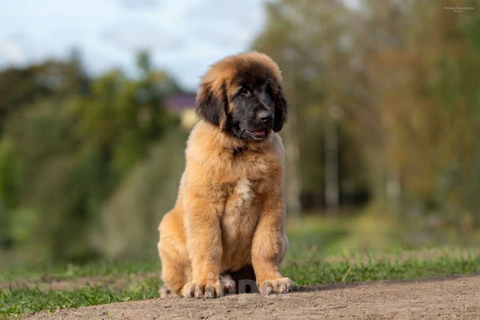 Собаки в Гатчине: ЛЕОНБЕРГЕР, породные щенки от родителей отличных кровей Мальчик, 150 000 руб. - фото 2