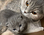 Кошки в Севастополе: Шотланский прямоухий плюшевый котенок Мальчик, 4 000 руб. - фото 5