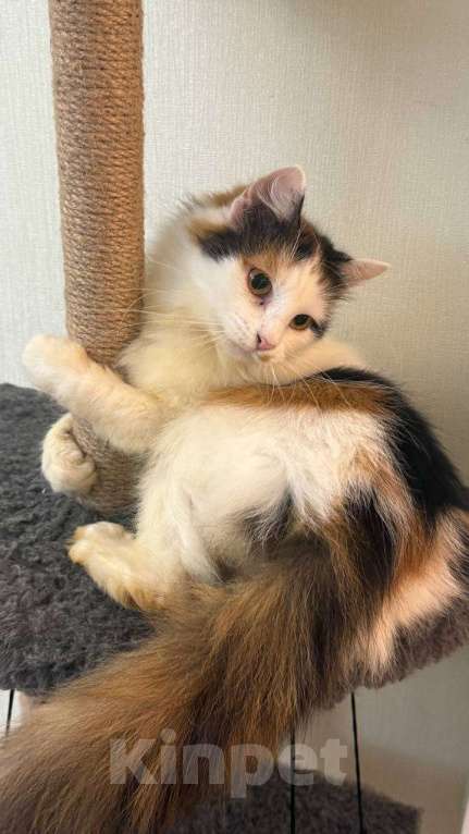 Кошки в Москве: кошка Сара ищет дом Девочка, Бесплатно - фото 4