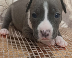 Собаки в Липецке: Щенки Американского Стаффордширского Терьера РКФ голубые Девочка, 60 000 руб. - фото 5