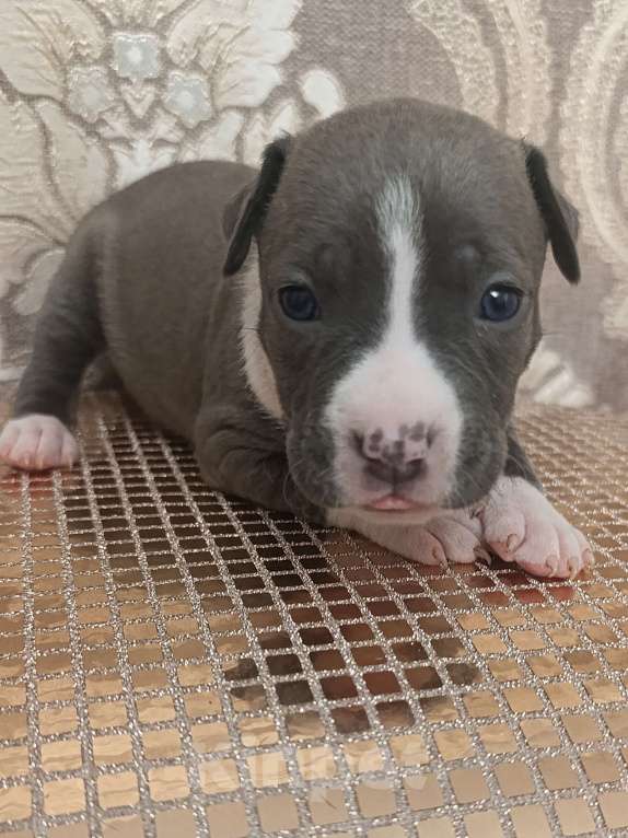 Собаки в Липецке: Щенки Американского Стаффордширского Терьера РКФ голубые Девочка, 60 000 руб. - фото 5